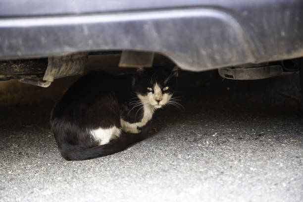 istock Cats abandoned street 1254814655