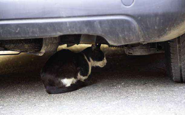 istock Cats abandoned street 1254814660