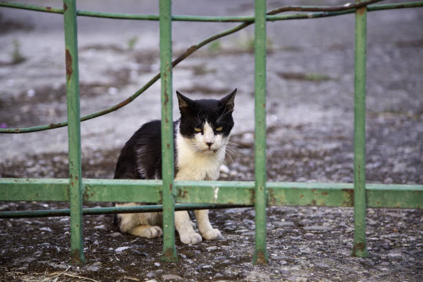Cats abandoned on the street, animal abuse, loneliness