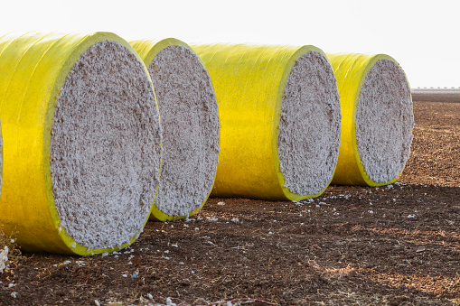 Cotton bales in bright yellow protective wrap. Round cotton bales in the field after being harvested on the farm.