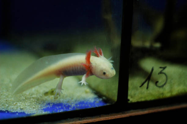 istock Axolotl in the aquarium tank. 1254816112