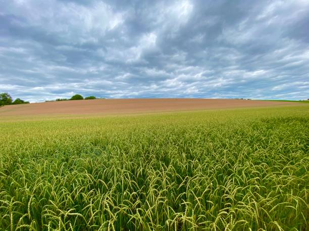 istock Wheat filed in different colored ripeness states 1254816151