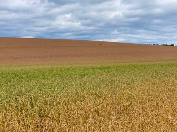 istock Wheat filed in different colored ripeness states 1254816185