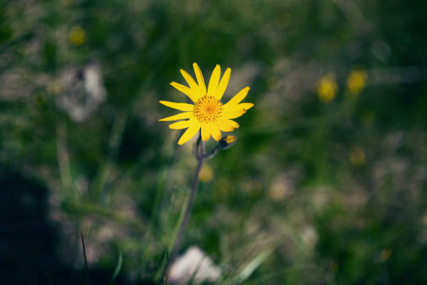 istock A mountain arnica flower - Asteraceae 1254816297