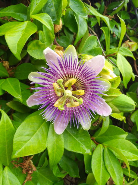 Passiflora flower in the garden Passiflora violet  flower ijn the garden with green leaves passion fruit flower stock pictures, royalty-free photos & images