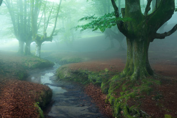 beautiful scene of misty forest