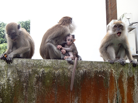 Family Monkeys with a baby that suckle the nipple of his mother in a park in Singapore