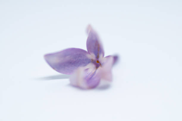 istock Lilac single flower isolated on a white background 1254817398