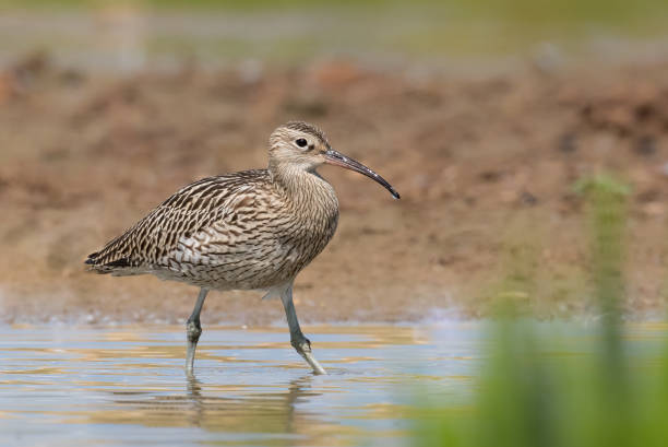 Eurasian Curlew wading in water A juvenile Eurasian Curlew also known as Common Curlew (Numenius arquata) wading in muddy water, East Yorkshire, UK east riding of yorkshire photos stock pictures, royalty-free photos & images