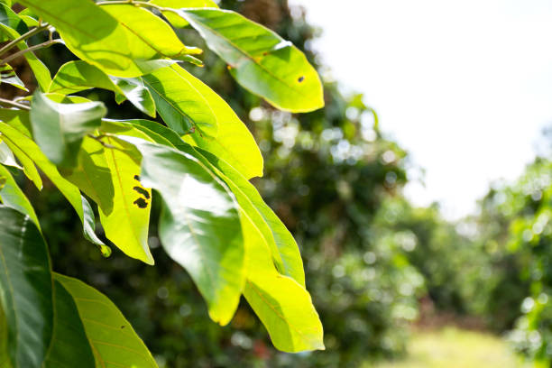 istock Close up green leaf nature view on blurred greenery background. 1254817956