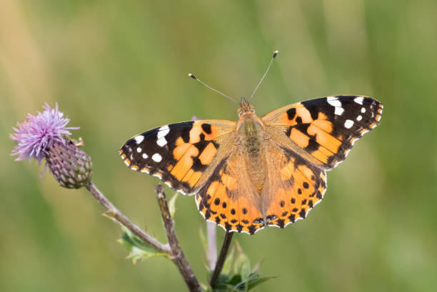 Painted Lady butterfly stock photo