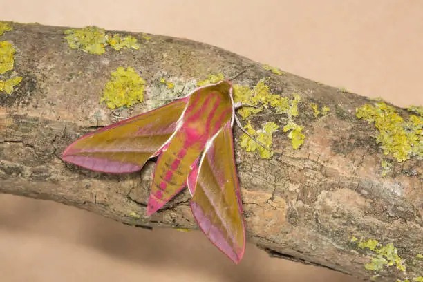 An adult Elephant Hawk moth (Deilephila elpenor) settled on a lichen covered branch, against a plain background, East Yorkshire, UK