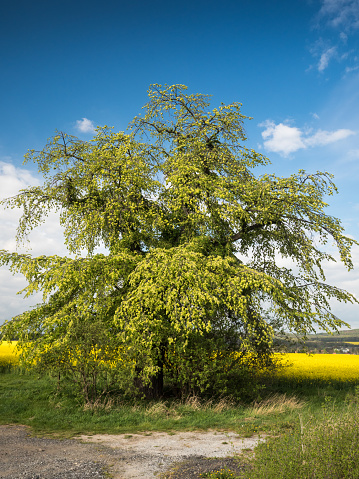 Leafy tree of the mountain elm in front of a flowering rapeseed field and blue sky in spring.