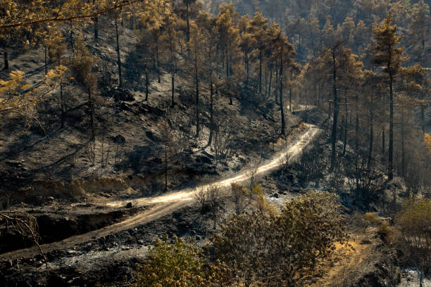 istock Forests and trees burnt during a massive forest fire, Troodos Cyprus 1254824277