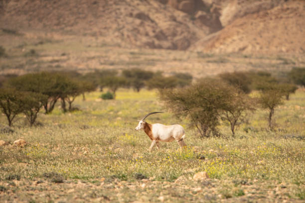 istock Scimitar-horned Oryx, Bou-Hedma National Park, Tunisia 1254824720