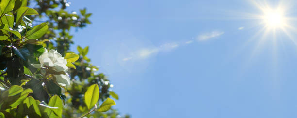 Banner of a large, creamy white southern magnolia Magnolia Grandiflora flower. Banner of a large, creamy white southern magnolia Magnolia Grandiflora flower. Rays of the sun in the blue sky magnolia white flower large stock pictures, royalty-free photos & images