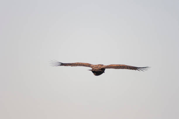 istock Griffon Vulture on flight in Monfrague National Park, Extremadura. 1254827655