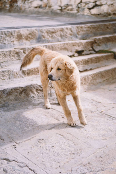 istock Stray dog in Tibet 1254827960
