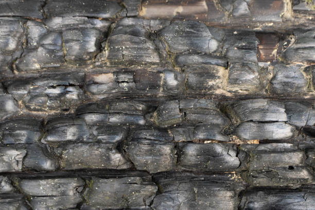 istock Black wood texture after a fire. Close-up. 1254829256