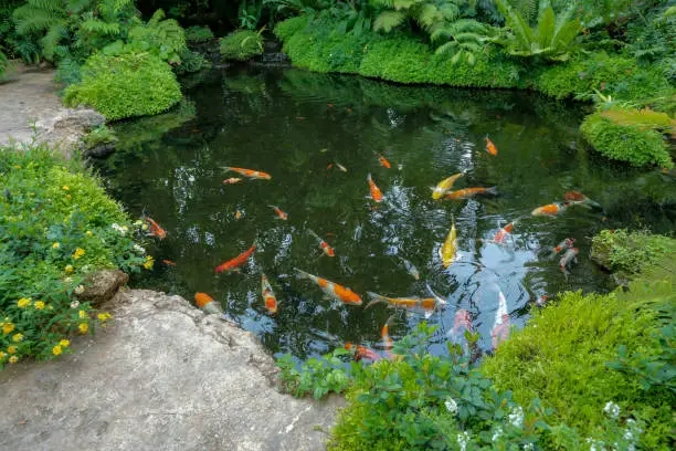 Photo of Colorful Koi fishes swimming in the pond
