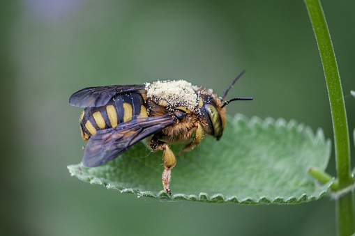 a bee sitting on a flower in the garden. Close up photography of an insect.