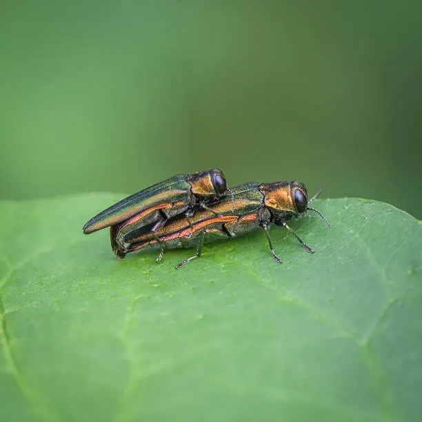 Photo of Emerald ash borers (Agrilus planipennis). Ash Borer Emerald.