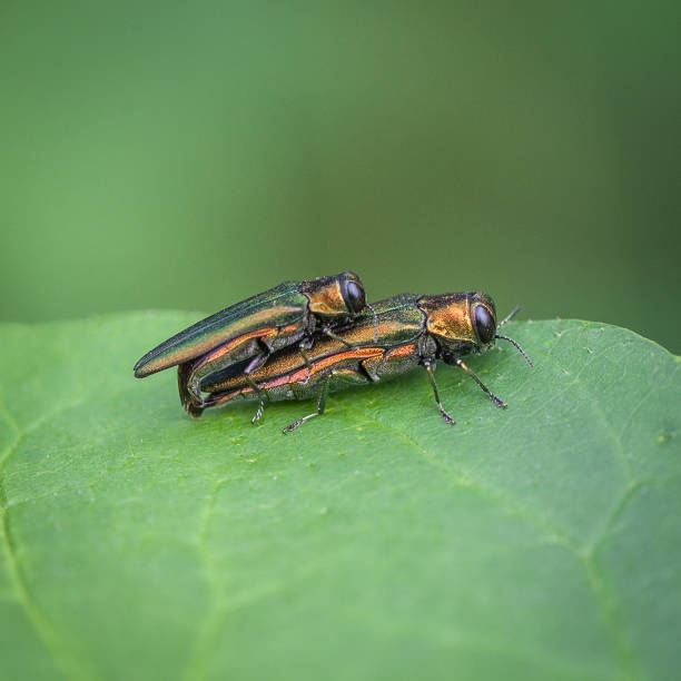 borers de cinzas esmeraldas (agrilus planipennis). ash borer esmeralda. - freixo - fotografias e filmes do acervo