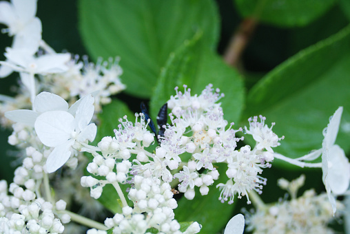 close up of small white flowers and flower buds
