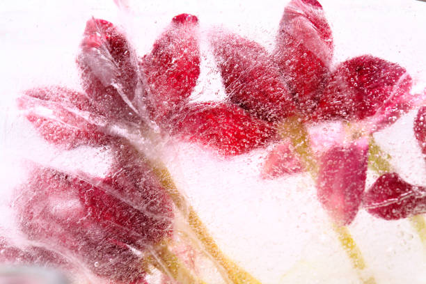 istock Chinese honeysuckle flowers frozen 1254835354