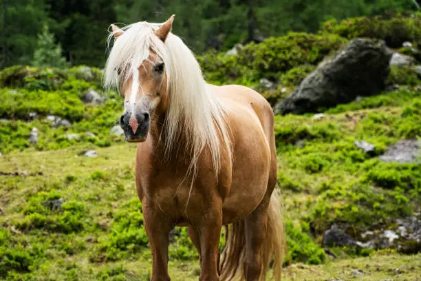 Haflinger Mountain Horse, breed of horse developed in Austria