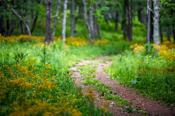 histoire du sentier forestier à shenandoah blue ridge montagnes appalachiennes sur la route d’horizon près de harry f. byrd visitor center avec des fleurs jaunes - appalachian trail dirt road footpath appalachian mountains photos et images de collection