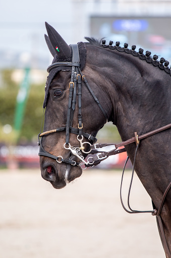 Jumping horse head closeup in a equestrian show.