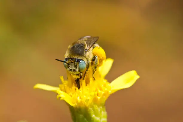 Close view detail of a Anthophora bimaculata bee on a flower.