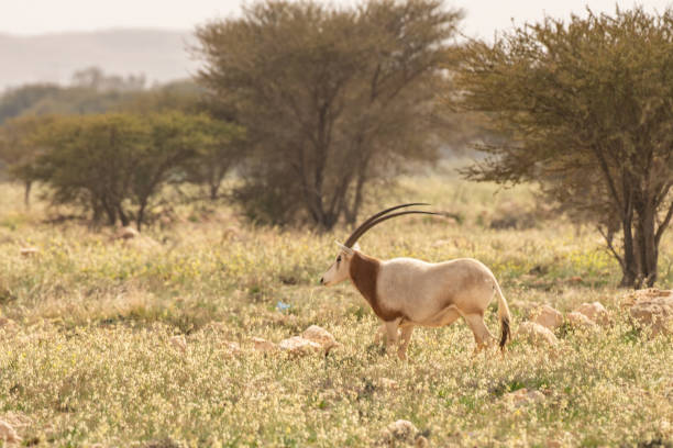 istock Scimitar-horned Oryx, Bou-Hedma National Park, Tunisia 1254837661