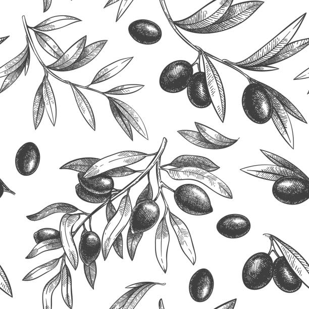 Seamless black olive pattern. Greek olives on branches with leaves, hand drawn sketch vector illustration Seamless black olive pattern. Greek olives on branches with leaves, hand drawn sketch vector illustration. Greek olive twig, floral decoration fresh greece illustrations stock illustrations