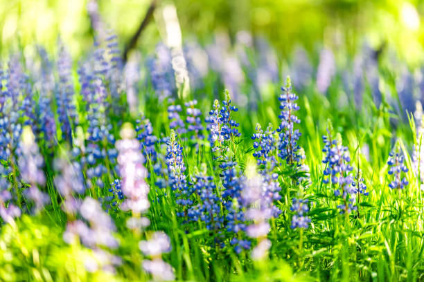 grupa niebieskich kwiatów łubinu na leśnej łące w snowmass village w aspen, kolorado wiele kolorowych kwiatów z promieniami słonecznymi i rozmazanym tłem - wildflower flower colorado lupine zdjęcia i obrazy z banku zdjęć