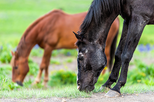 Black and brown horses grazing on grass by trail in Mount Crested Butte, Colorado meadows on ranch by Snodgrass hiking path in summer with wildflowers