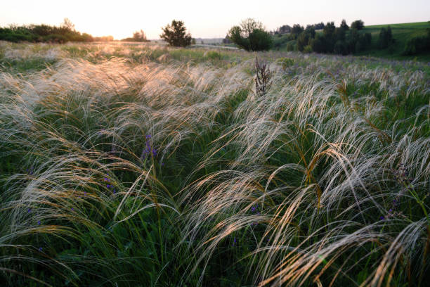 istock Feather grass meadow at sunrise time 1254839907