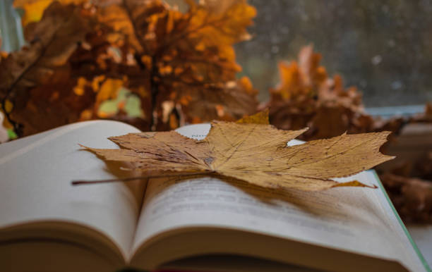 istock maple leaf on open book near window in sunny day. Autumn theme background. 1254840007