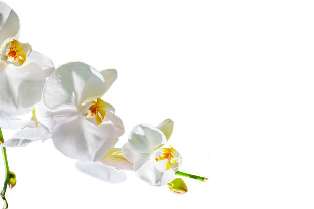 istock white orchid flower on a branch isolated on a white background, 1254844342