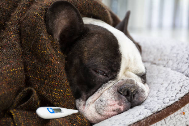istock French bulldog wrapped in a blanket 1254846250