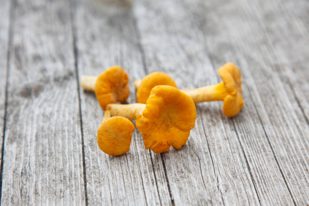 istock chanterelle mushrooms on a wooden table 1254846577