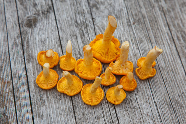 istock chanterelle mushrooms on a wooden table 1254846788