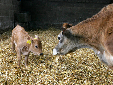 Jersey cow looking at her calf on an organic farm in the UK