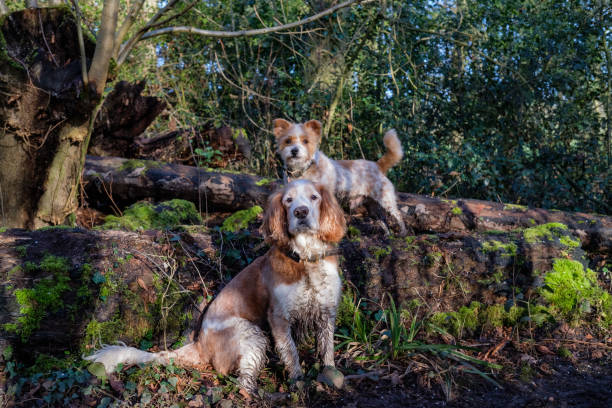 istock Two Muddy Dogs Posing on a Mossy Log 1254846938