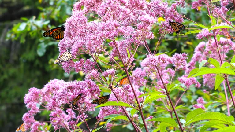 Monarch Butterflies Flying Around Joel Pye Weed Flowers