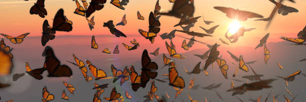 swarm of monarch butterflies, Danaus plexippus group during sunset many swarming butterflies, panorama banner format monarch butterfly stock pictures, royalty-free photos & images