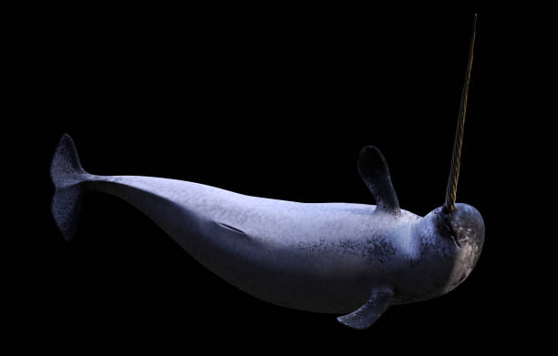 나울, 검은 배경에 고립 된 남성 모노돈 모노세로스 - 일각돌고래 뉴스 사진 이미지