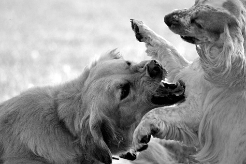 Golden Retriever dog play fighting with a cocker spaniel
