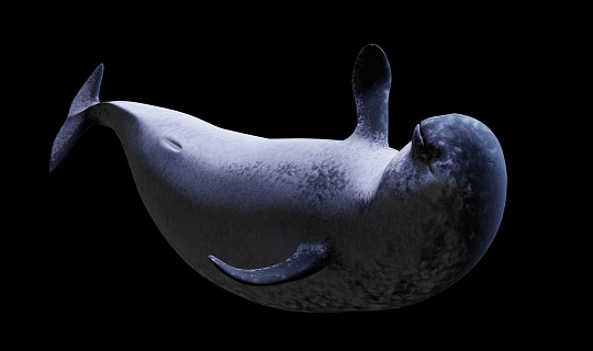 rare arctic whale species, cutout on black ground